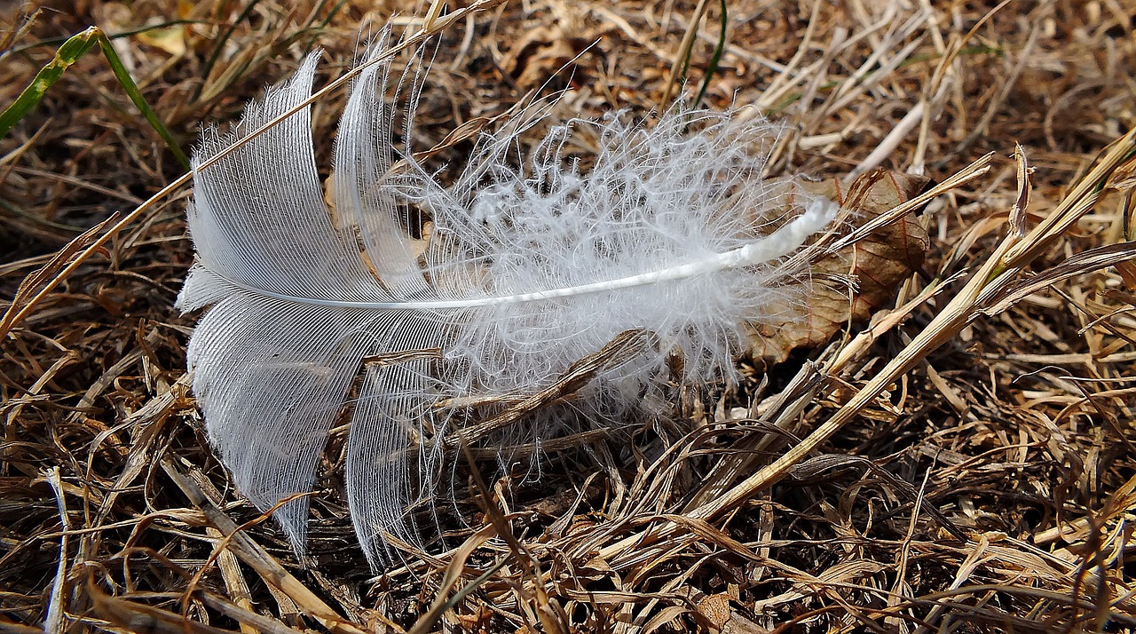 a feather bird feathers free photo