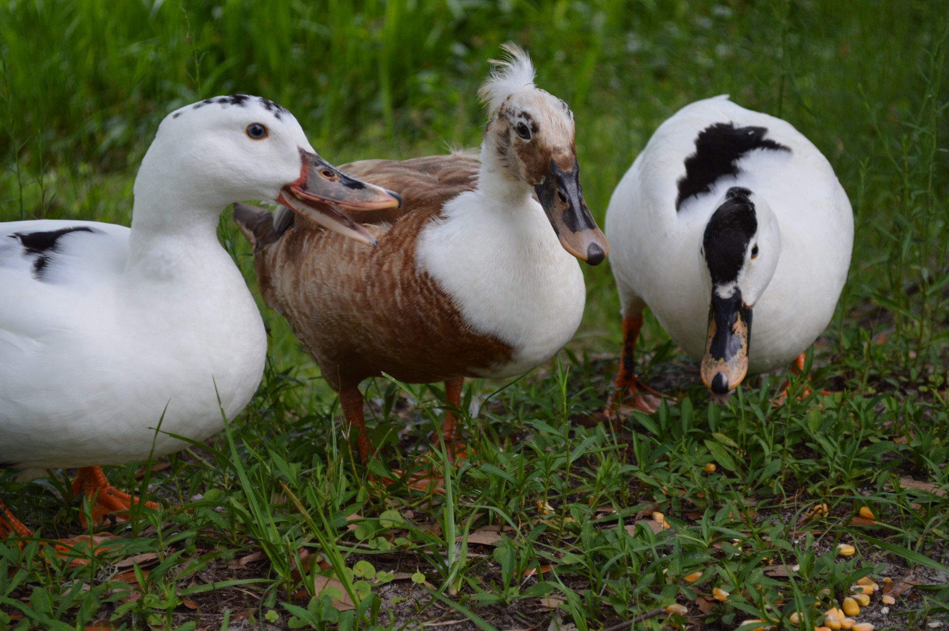 water foul duck a feathery trio free photo