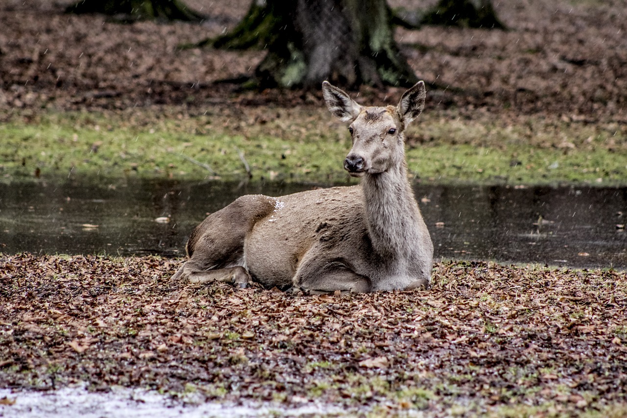 a female deer białowieża doe free photo
