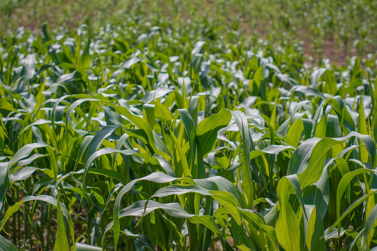 a field of corn corn foliage free photo