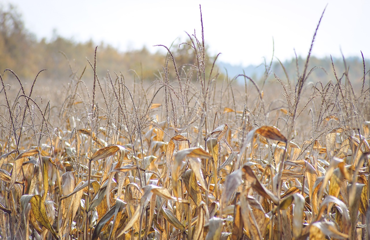 a field of corn corn dry leaves free photo