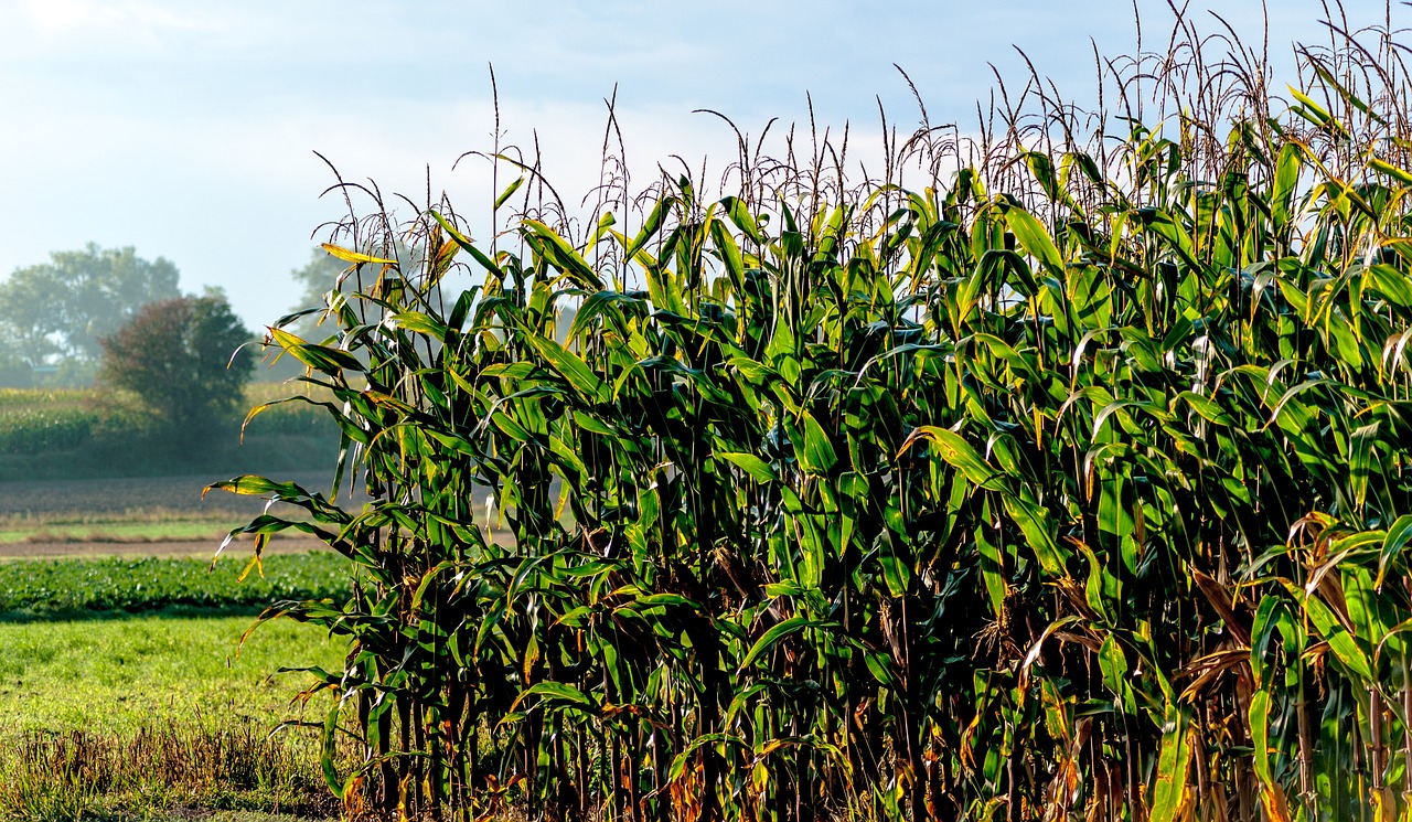 a field of corn field corn free photo