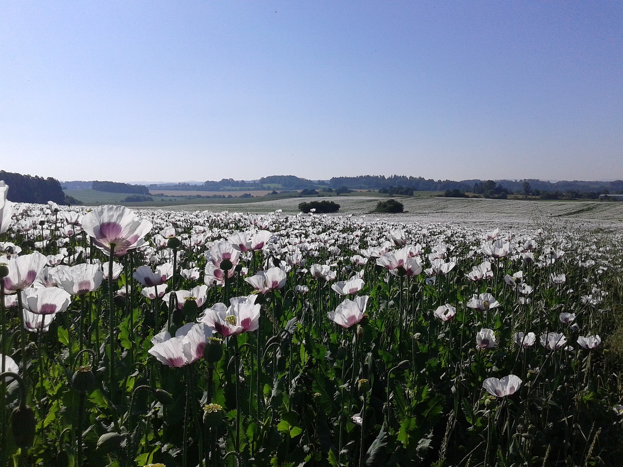 a field of poppies poppies field free photo