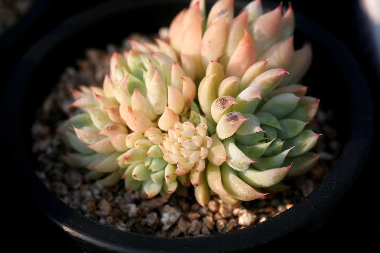 a fleshy plant fleshy in this cactus free photo