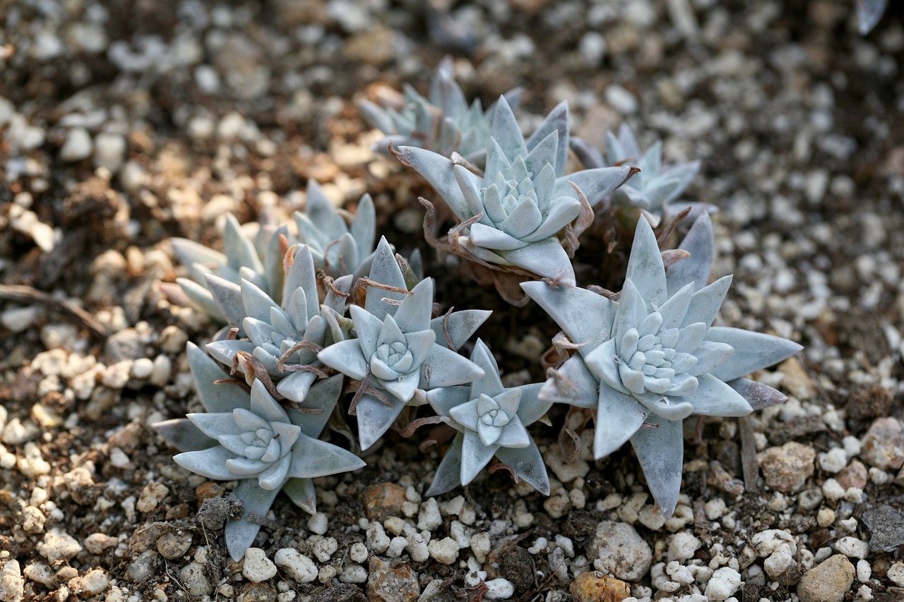 a fleshy plant fleshy in this cactus free photo