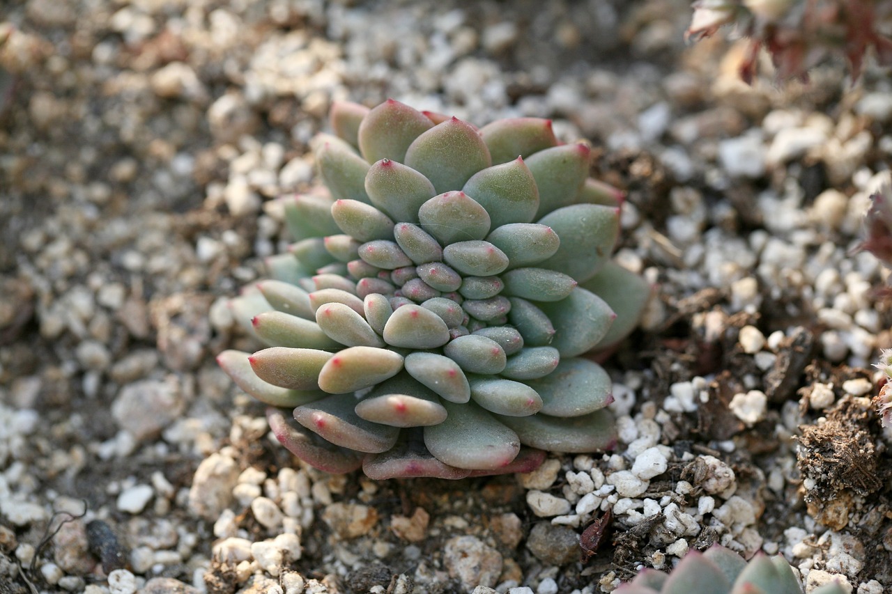 a fleshy plant fleshy in this cactus free photo