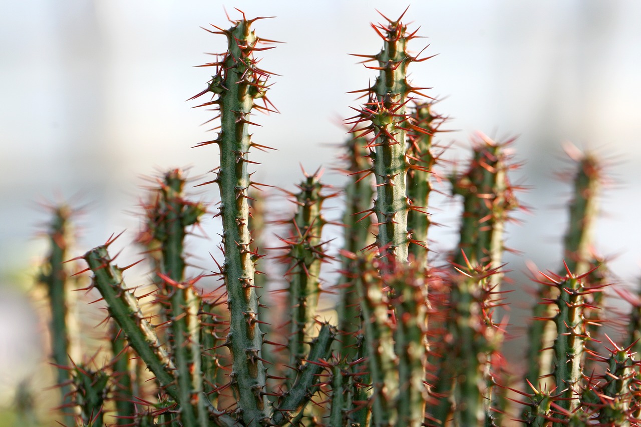 a fleshy plant fleshy in this cactus free photo