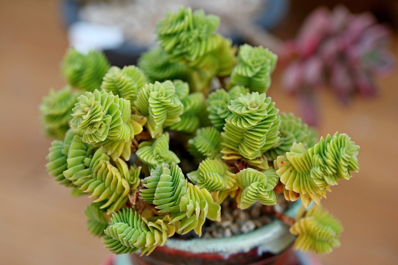 a fleshy plant fleshy in this cactus free photo