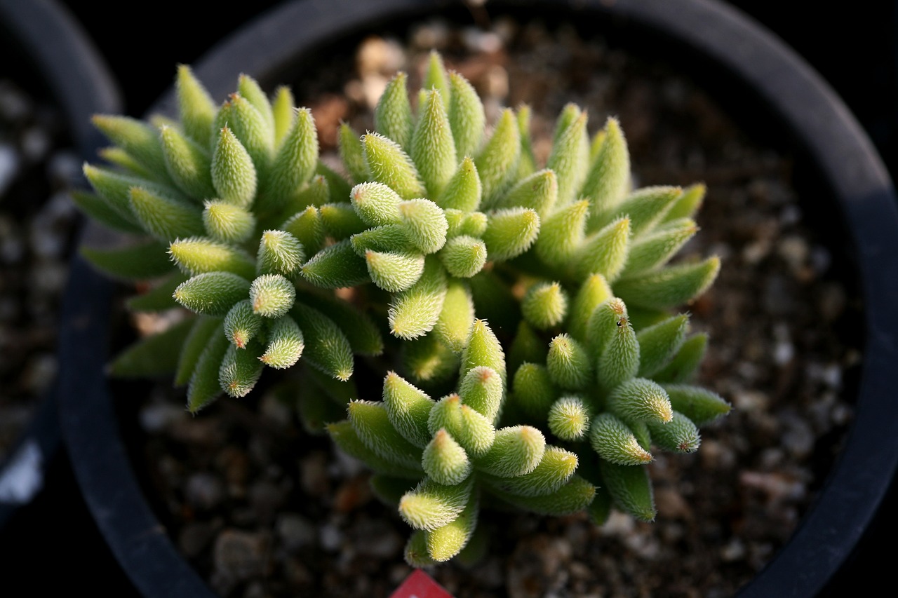 a fleshy plant fleshy in this cactus free photo