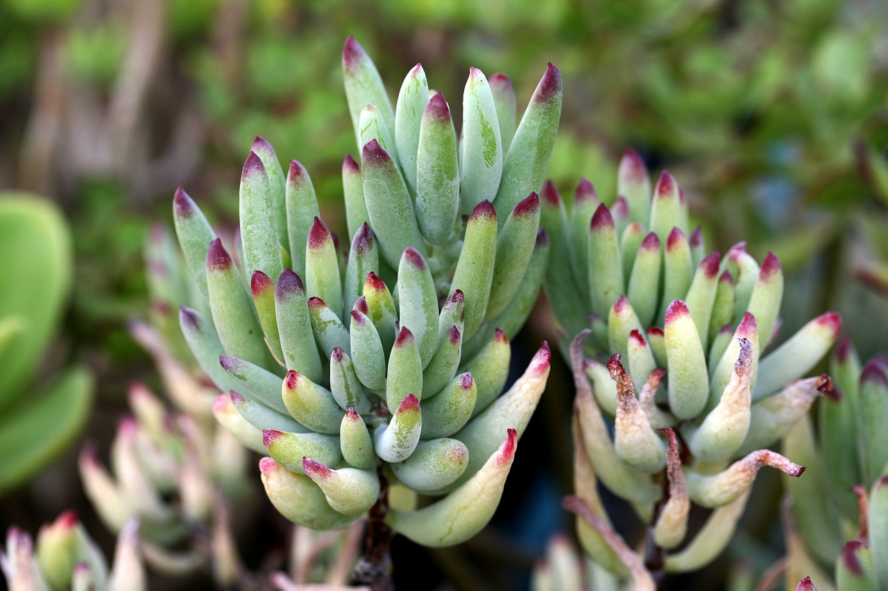 a fleshy plant fleshy in this cactus free photo