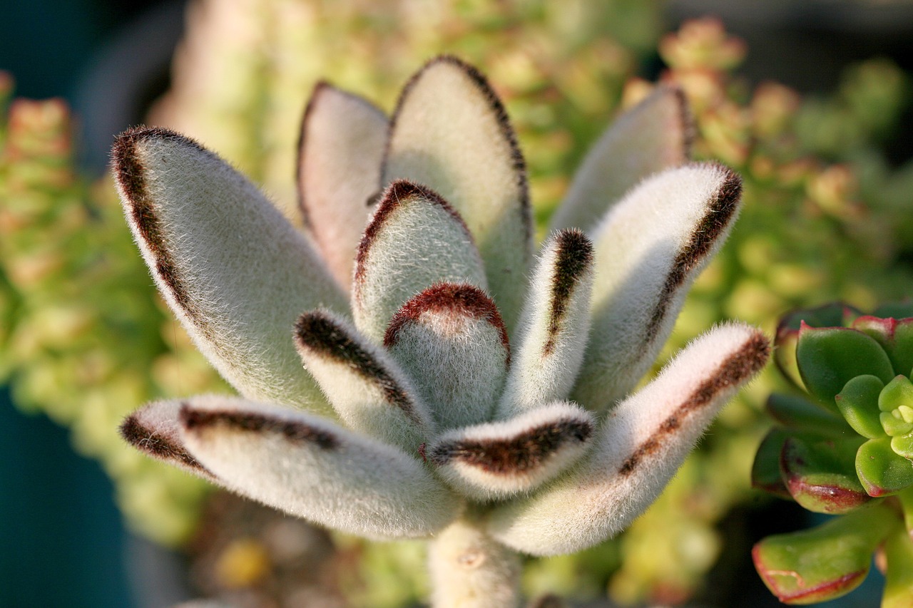 a fleshy plant fleshy in this cactus free photo