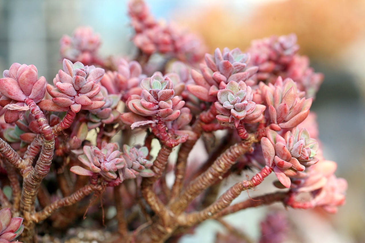 a fleshy plant fleshy in this cactus free photo