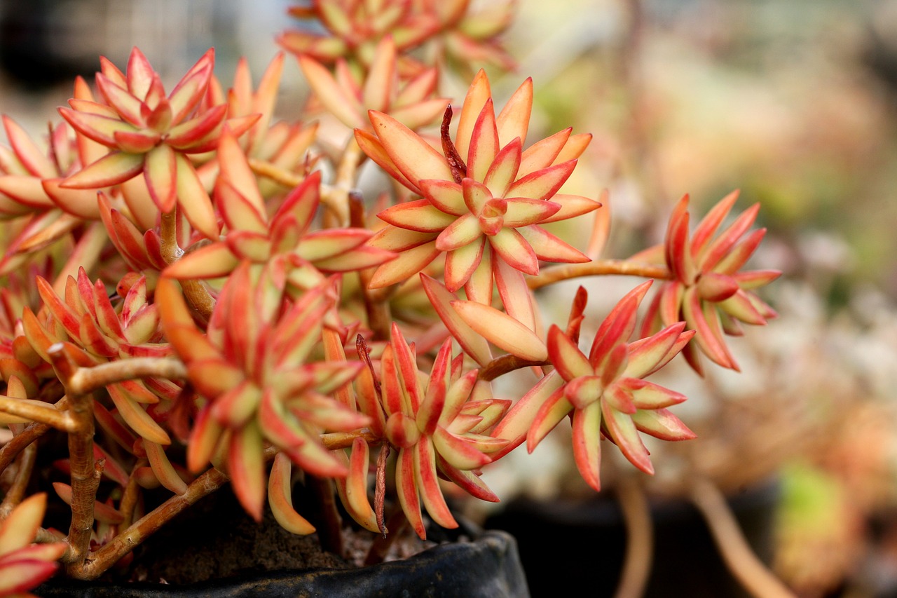 a fleshy plant fleshy in this cactus free photo