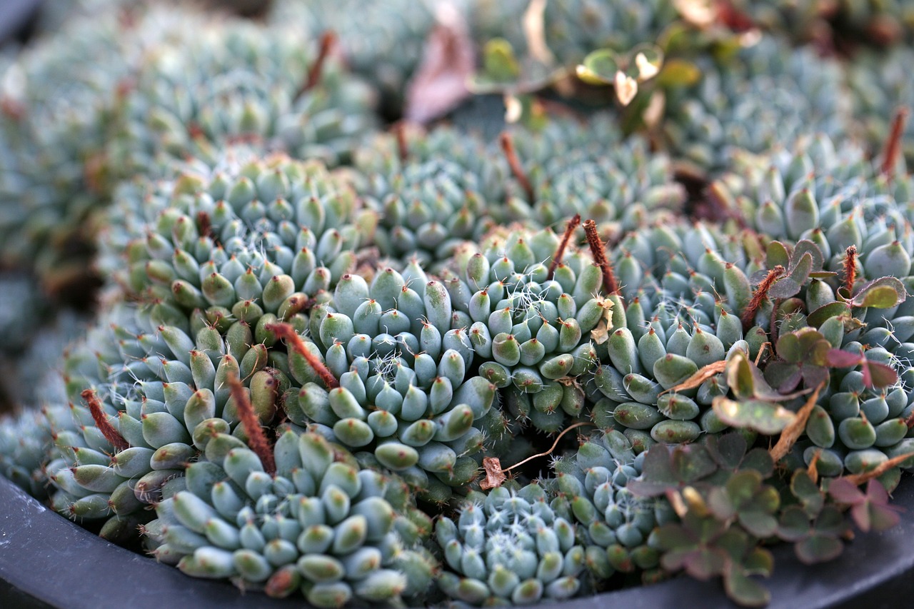 a fleshy plant fleshy in this cactus free photo