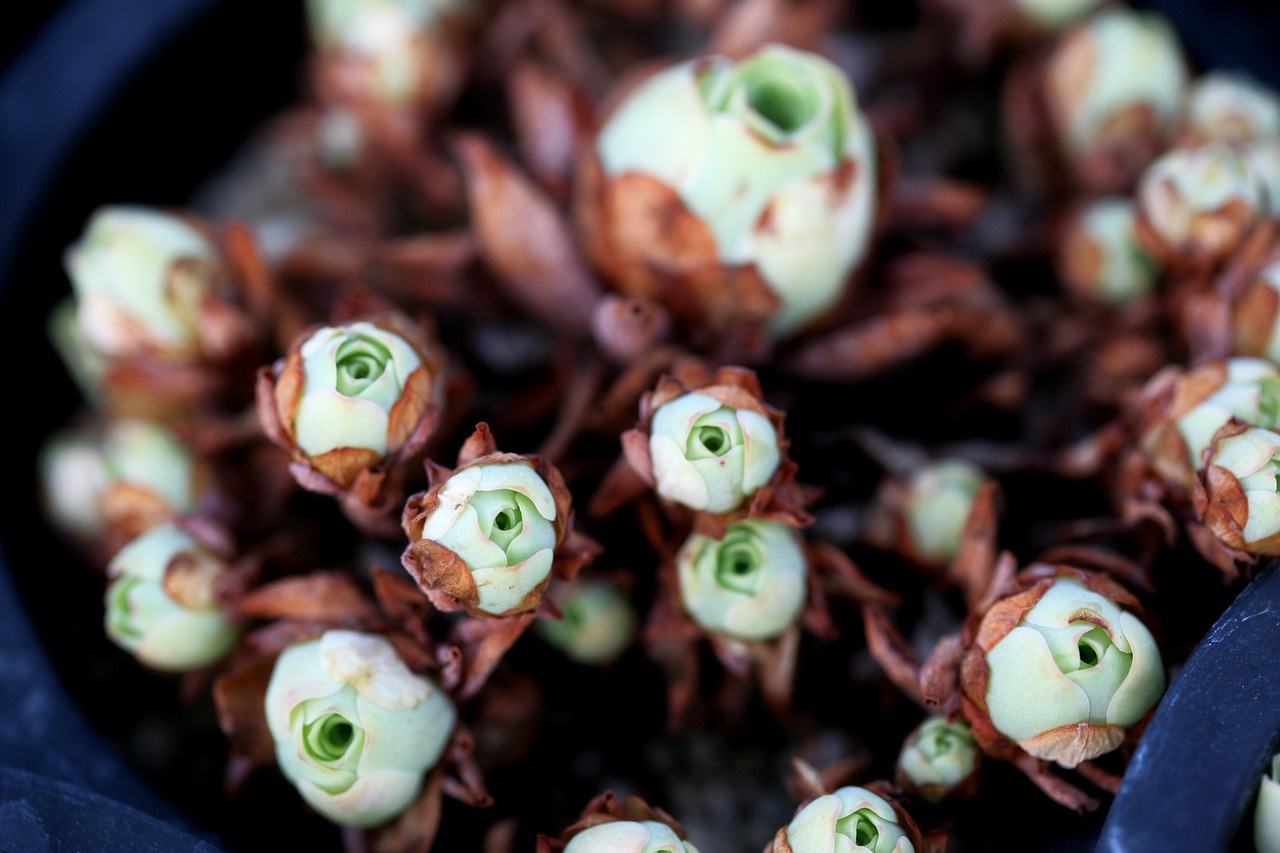 a fleshy plant fleshy in this cactus free photo