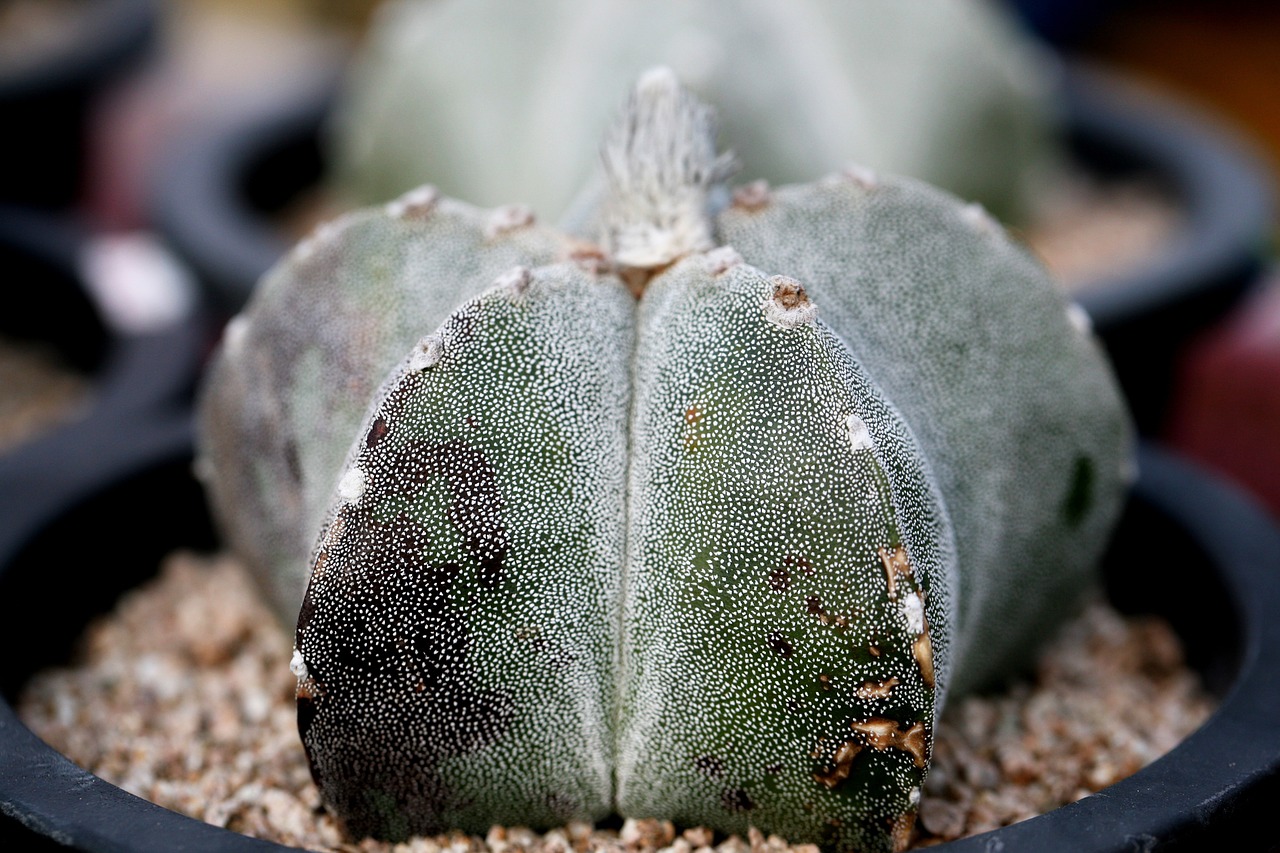 a fleshy plant fleshy in this cactus free photo