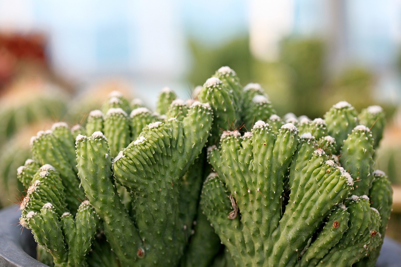 a fleshy plant fleshy in this cactus free photo