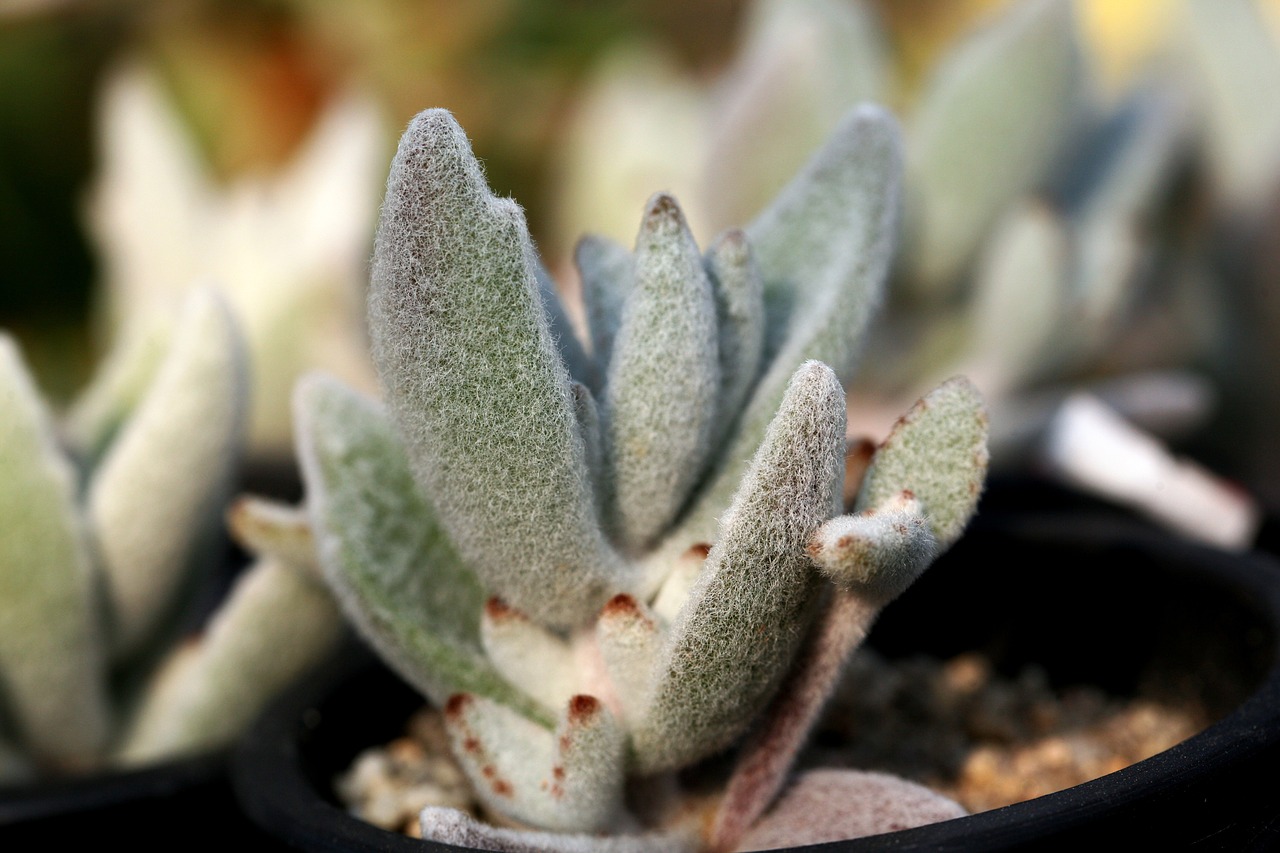 a fleshy plant fleshy in this cactus free photo