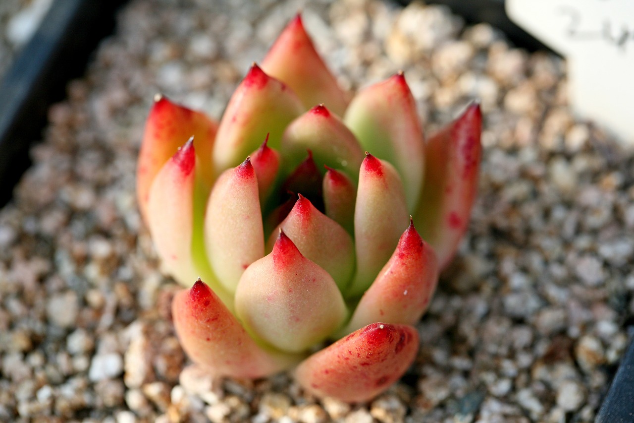 a fleshy plant fleshy in this cactus free photo