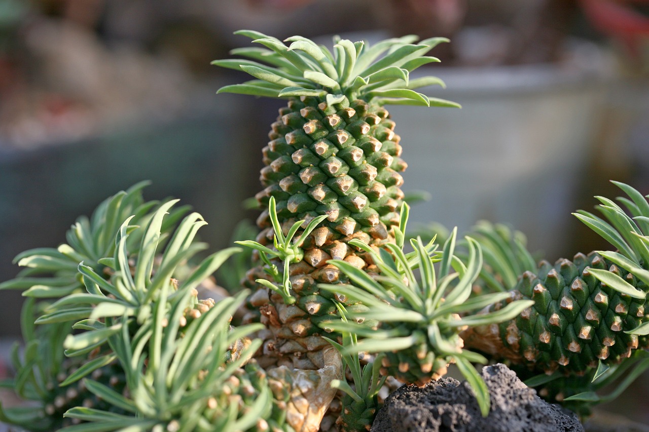 a fleshy plant fleshy in this cactus free photo