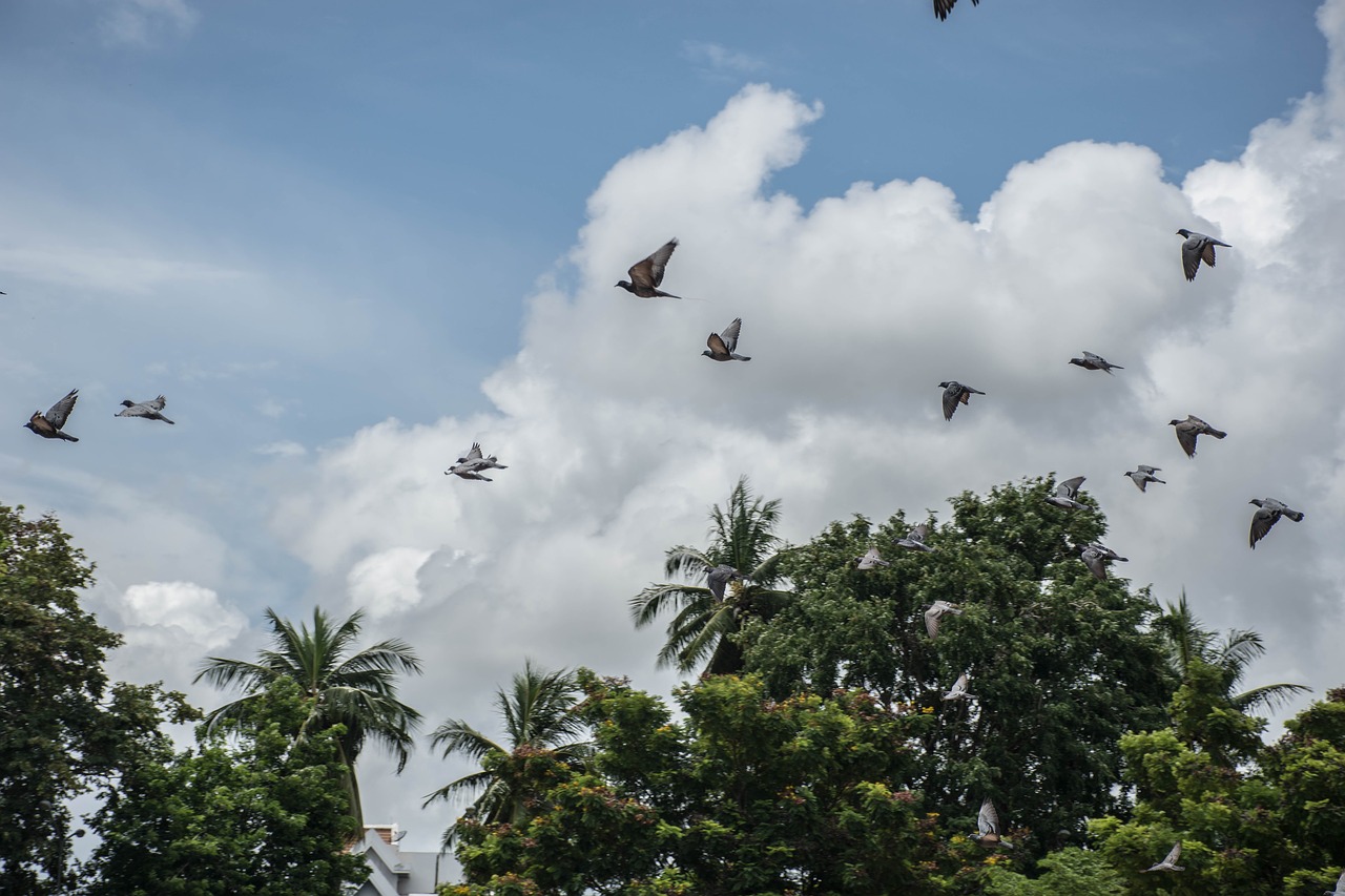 a flock of birds sky nature free photo