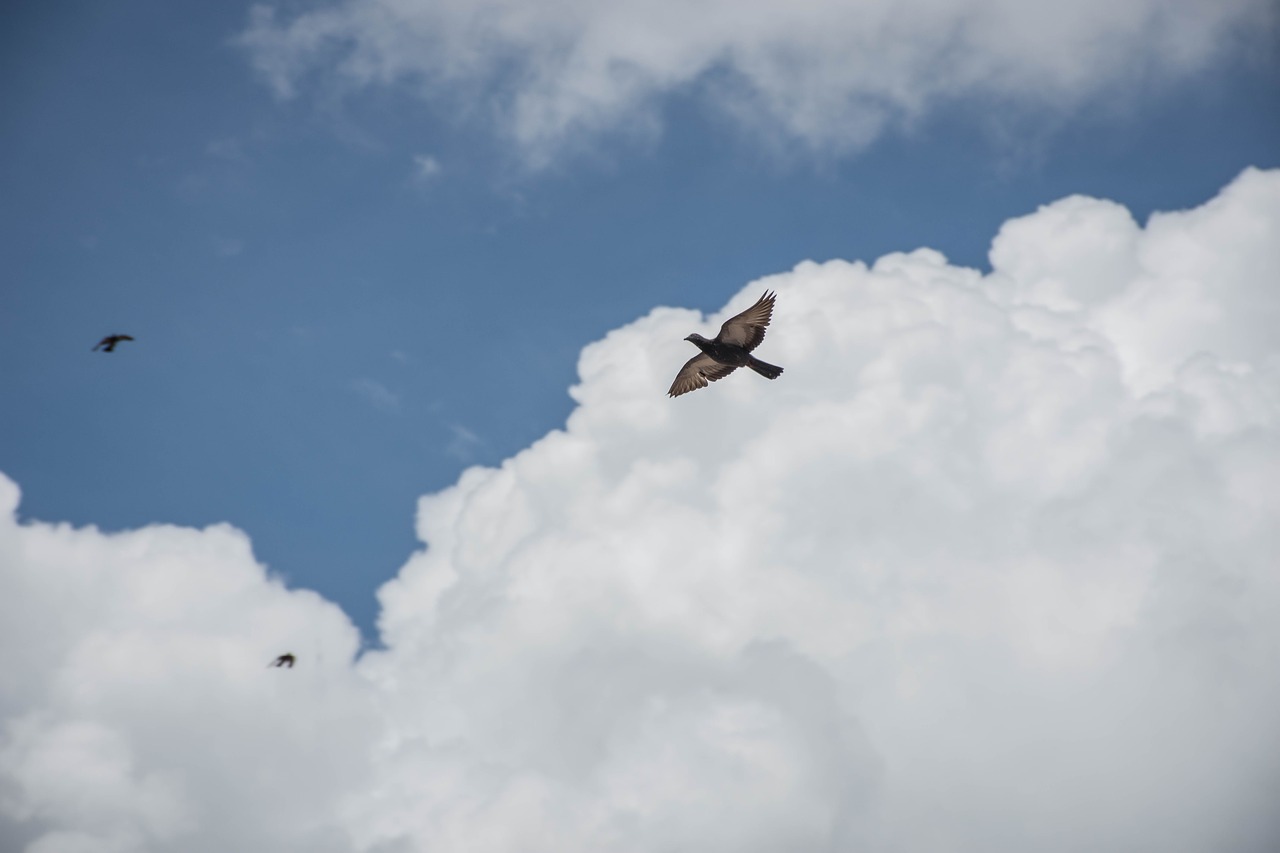 a flock of birds sky nature free photo