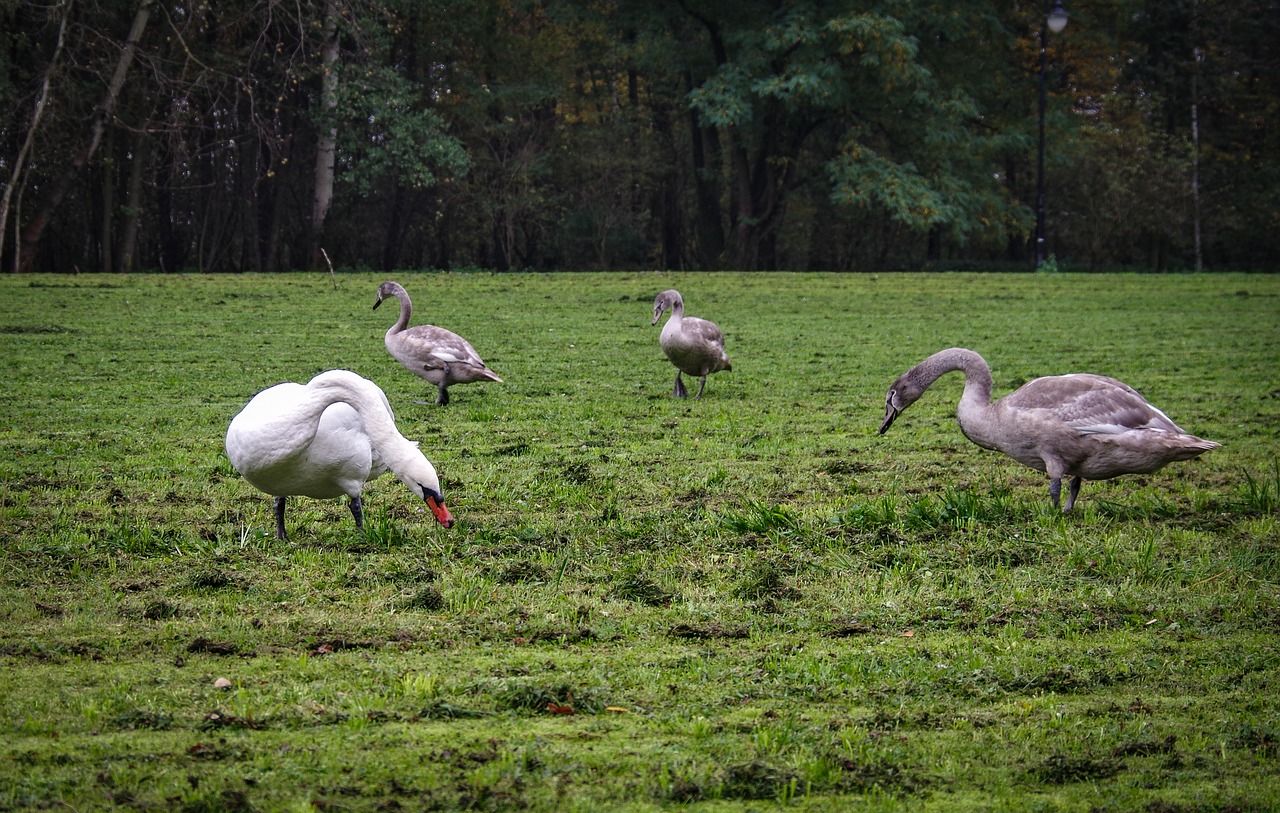 a flock of swans  family  mute swan free photo