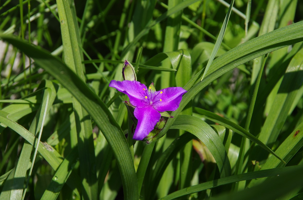 a flower garden  nature  spring free photo