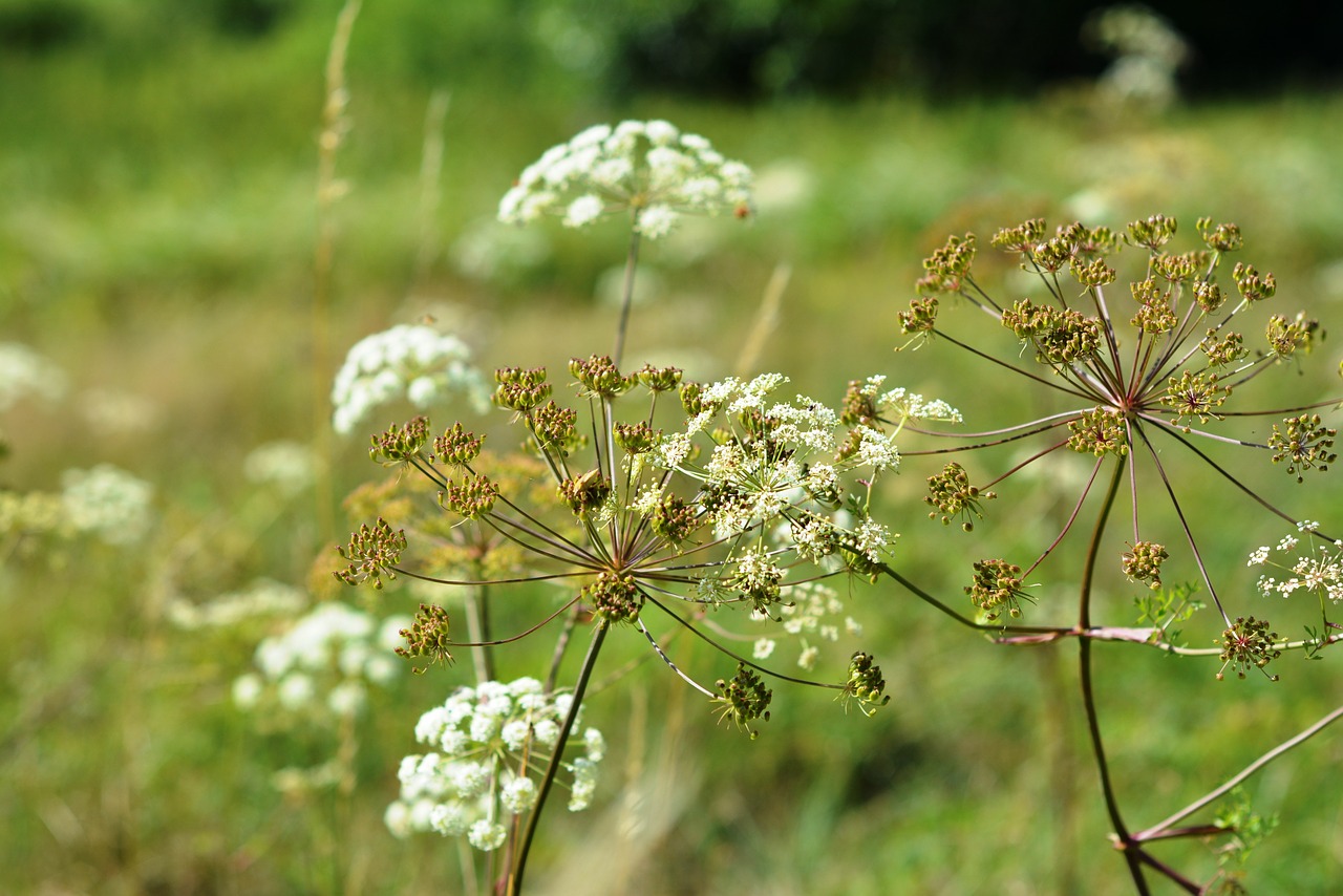 a flower of a parsley meadow summer free photo