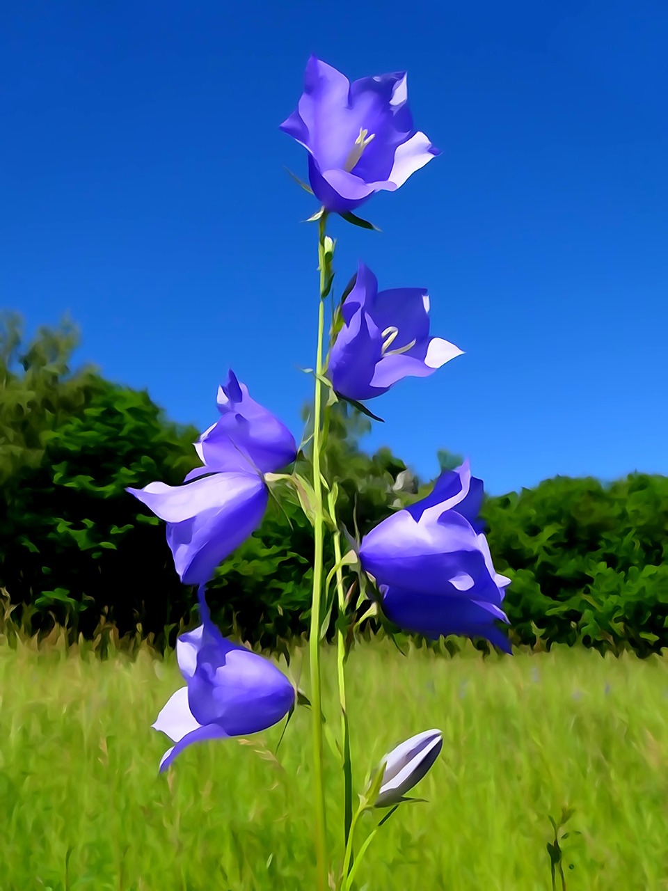 a flower of the field plant nature free photo