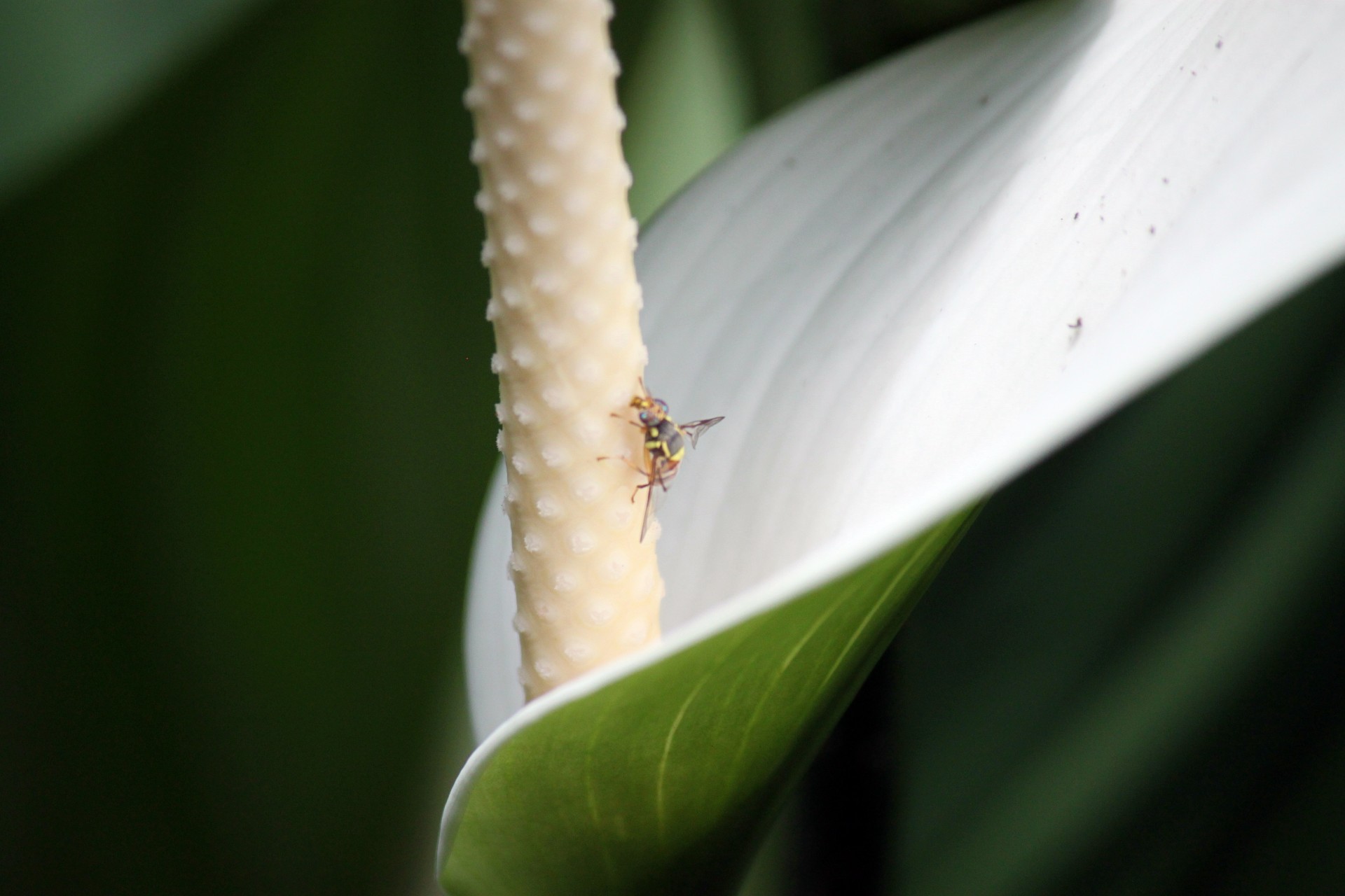 fly flower a fly on the flower free photo