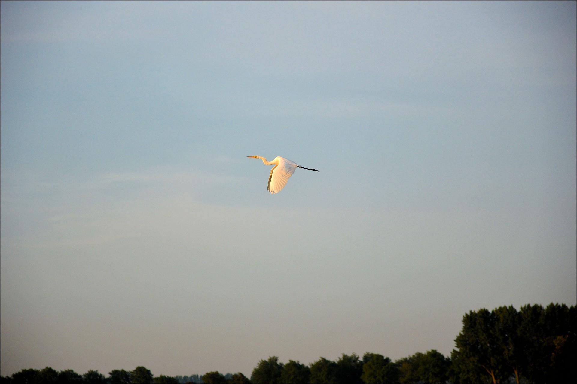 stork bird fly free photo