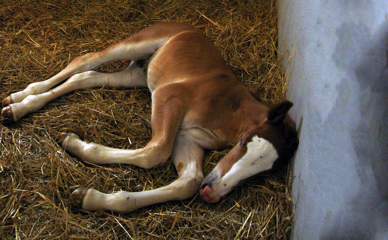 a foal horse mare free photo