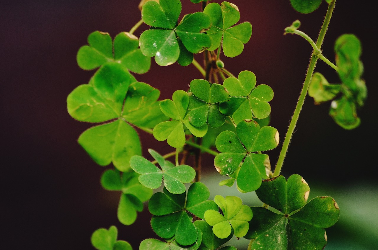 a four leaf clover  sustainability  green free photo