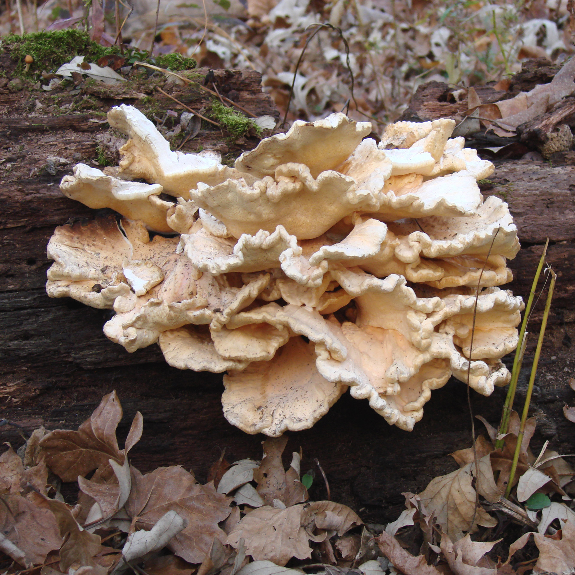 fungus mushrooms fall free photo