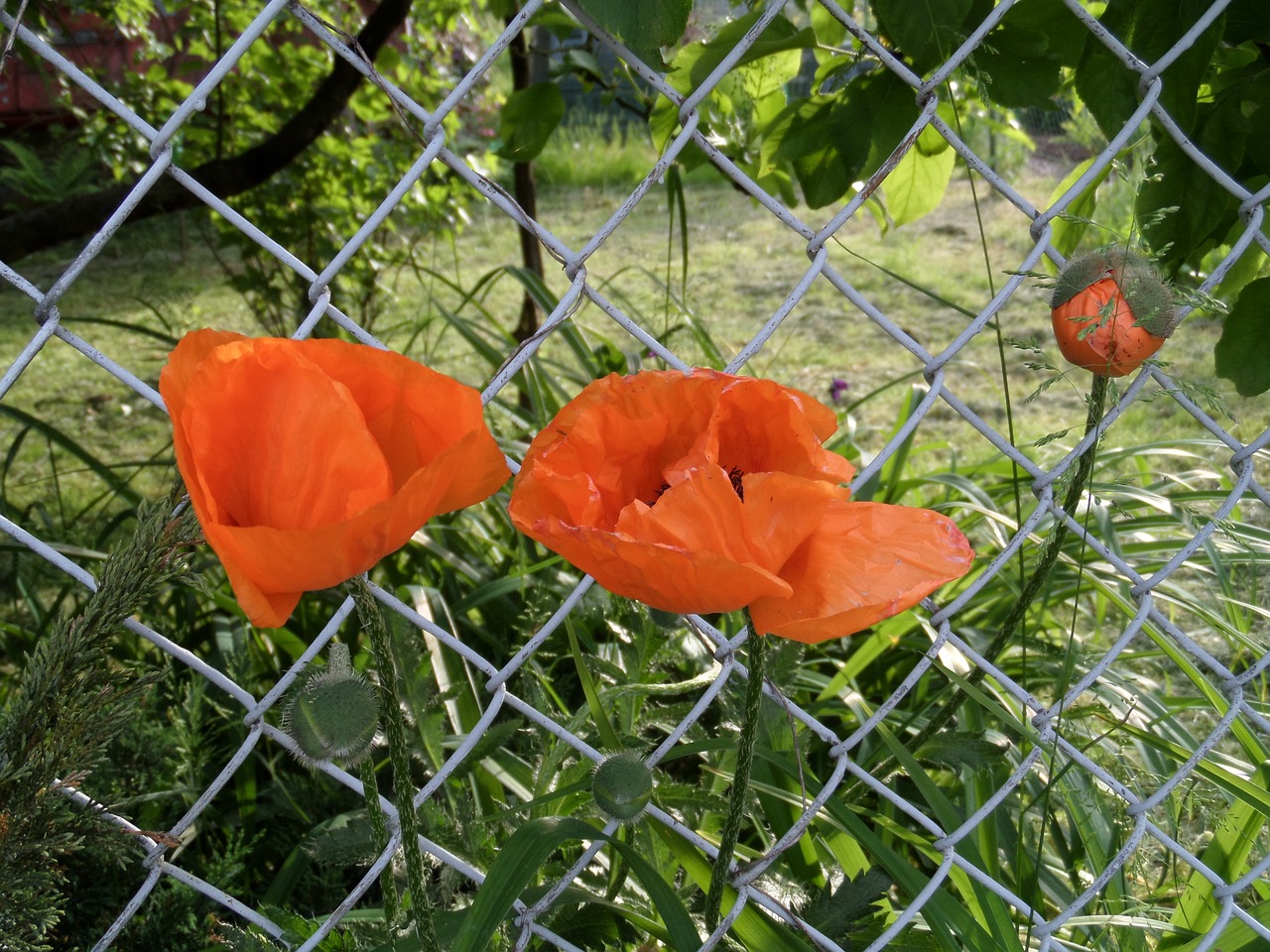 a garden plant poppy garden free photo