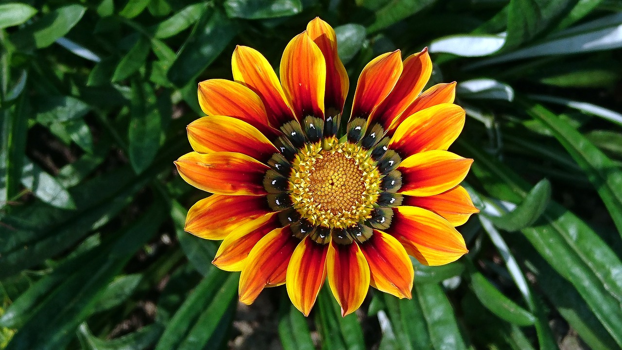 a gazania  flower  summer free photo