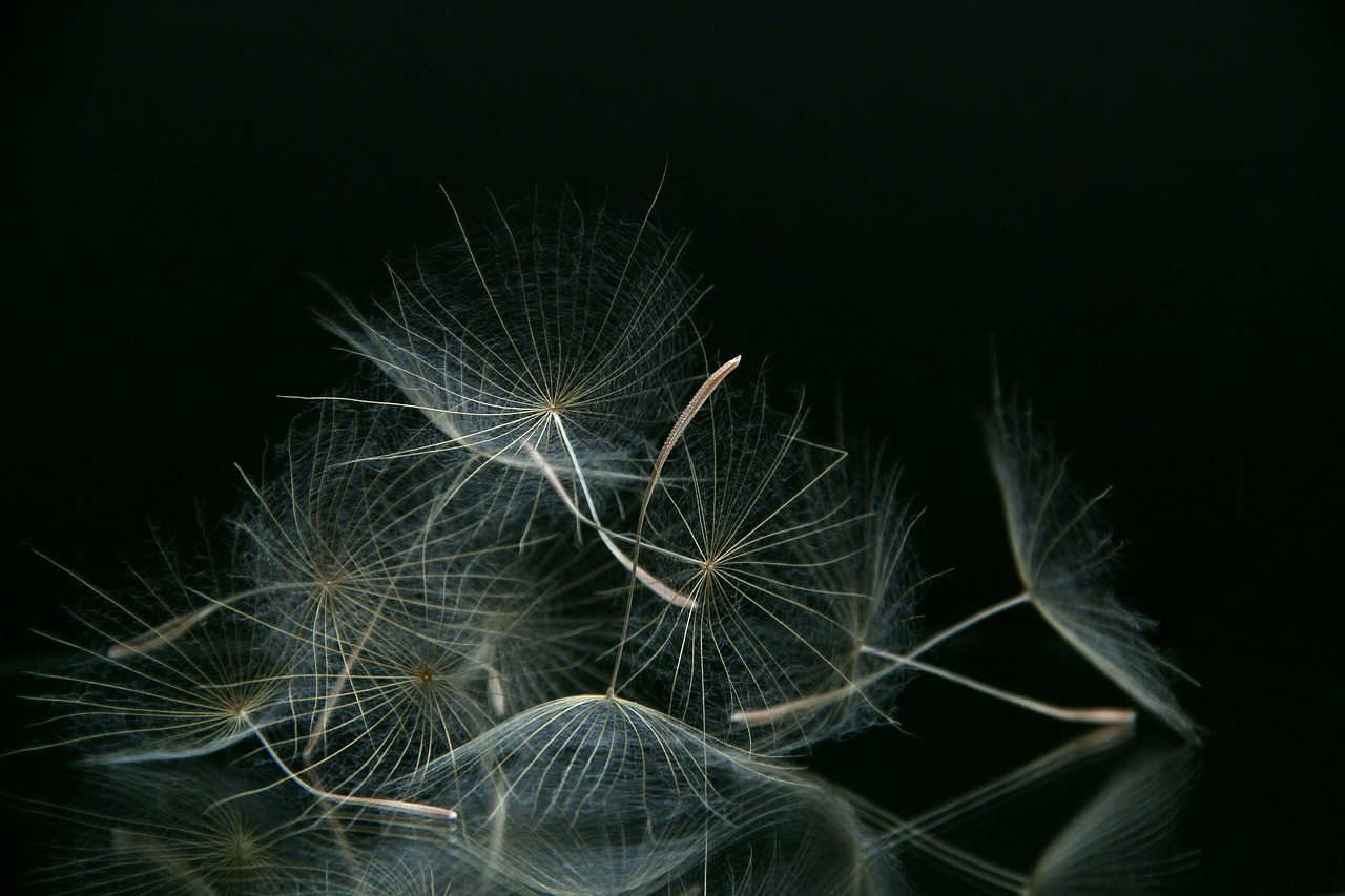 a goatee  flower  dandelion free photo