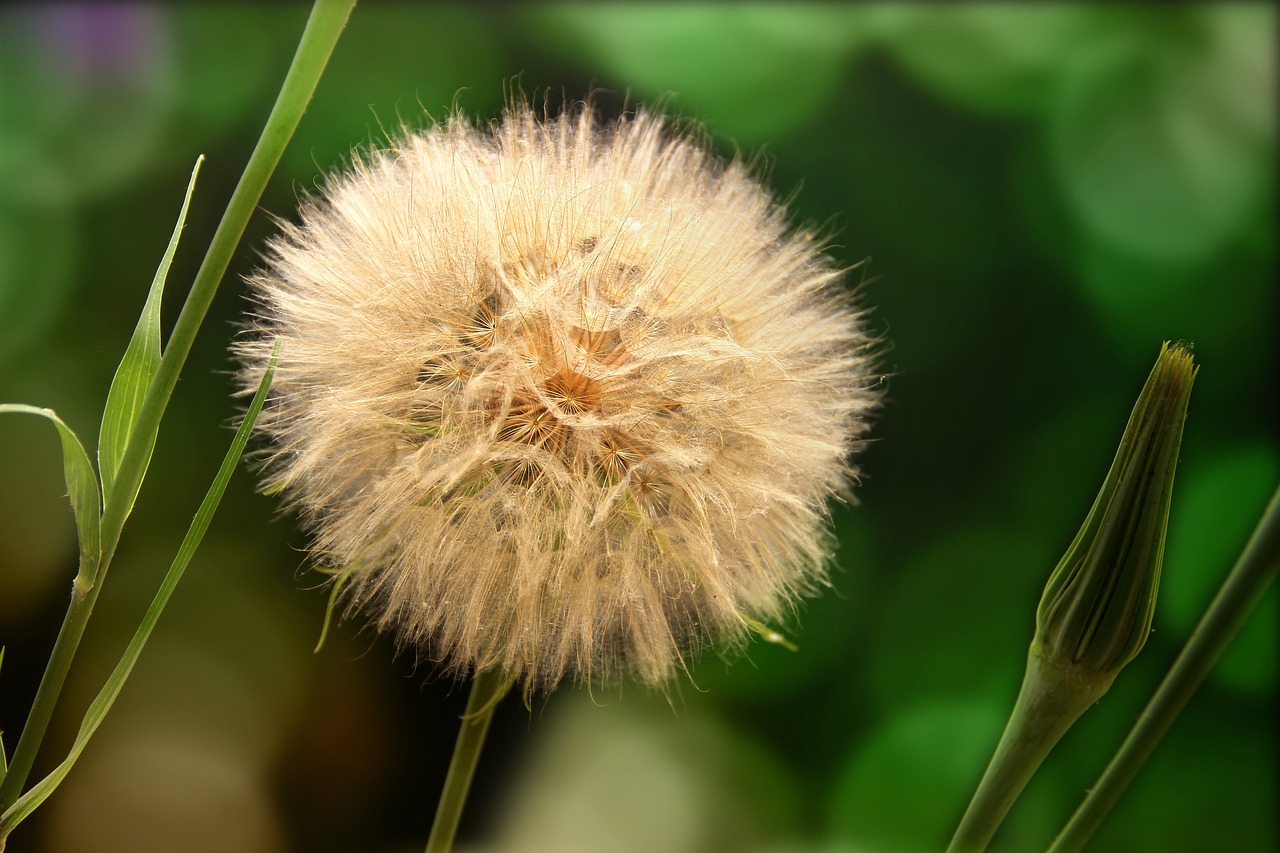 a goatee  dandelion  macro free photo