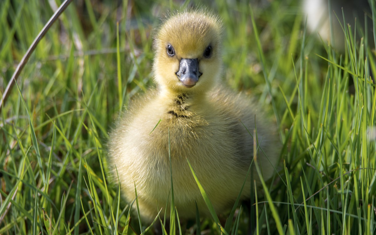 a goose wild cub small free photo