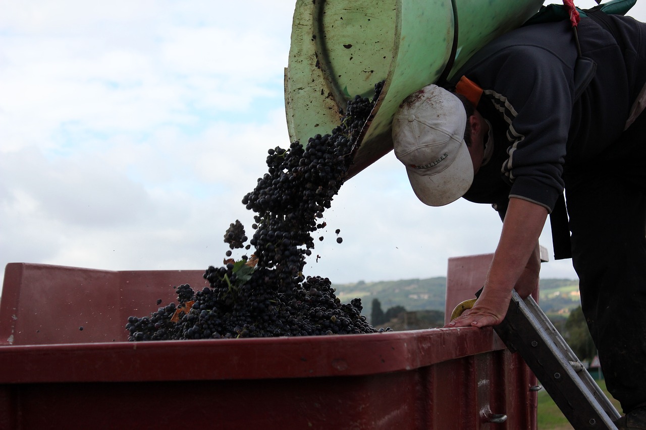 a grape-picker carrier vineyard free photo