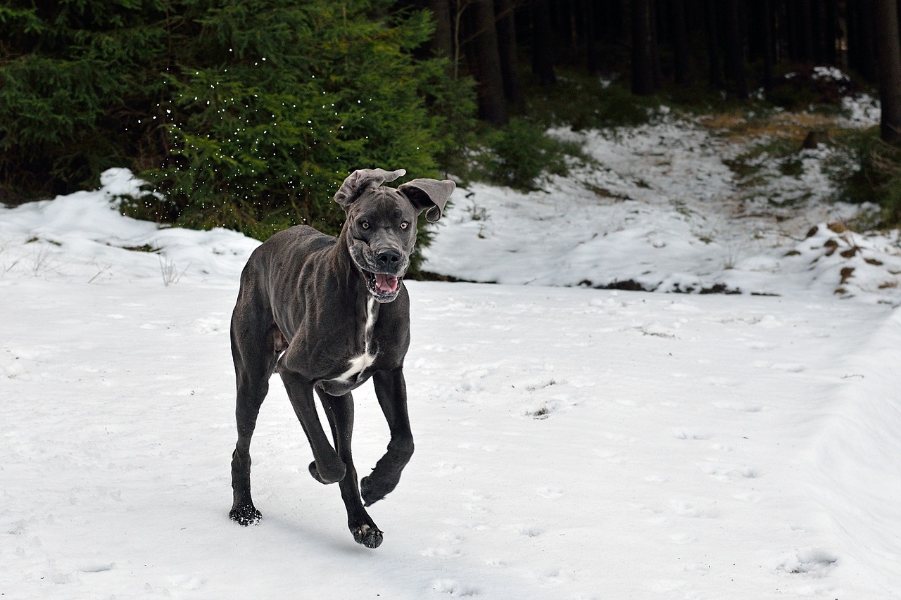 a great dane in the snow dog joy great dane free photo