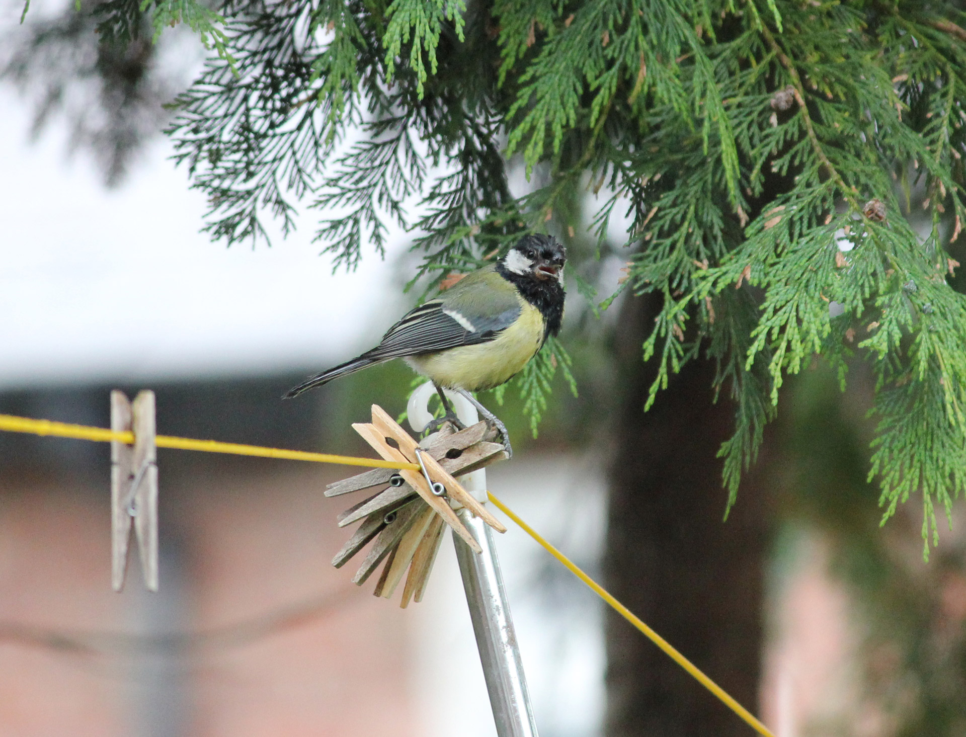 great tit bird washing line free photo