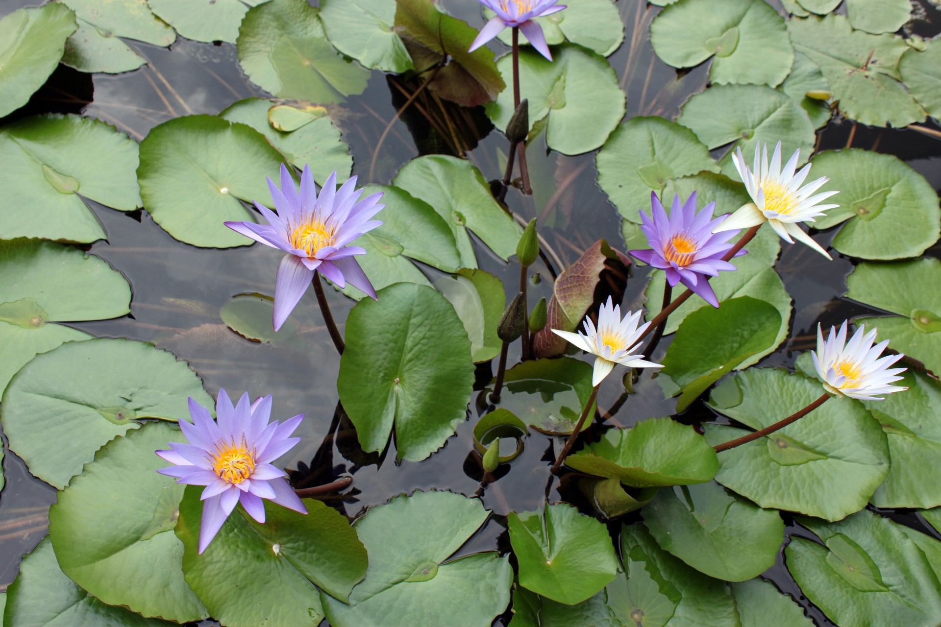 a group lotus flower purple white lotus flower lotus leaves free photo