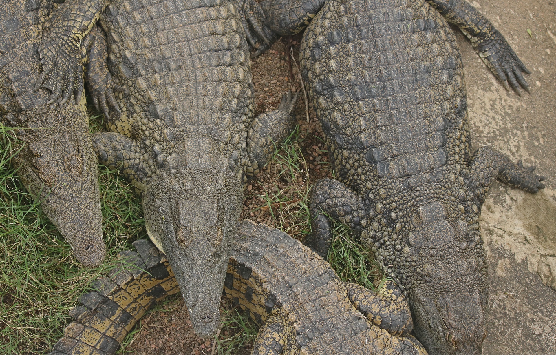 crocodilres reptiles grey free photo