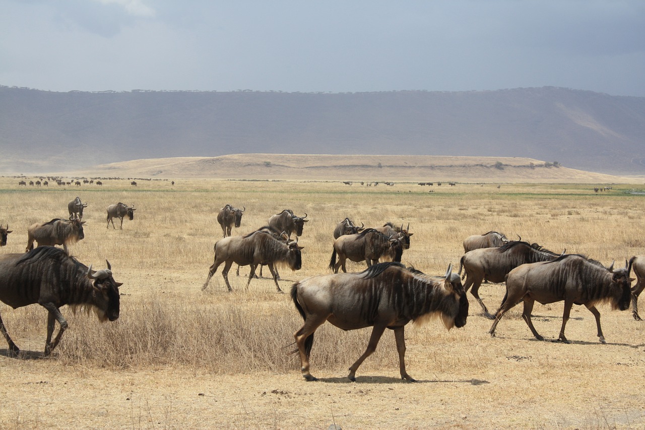 a herd of antelope tanzania africa free photo