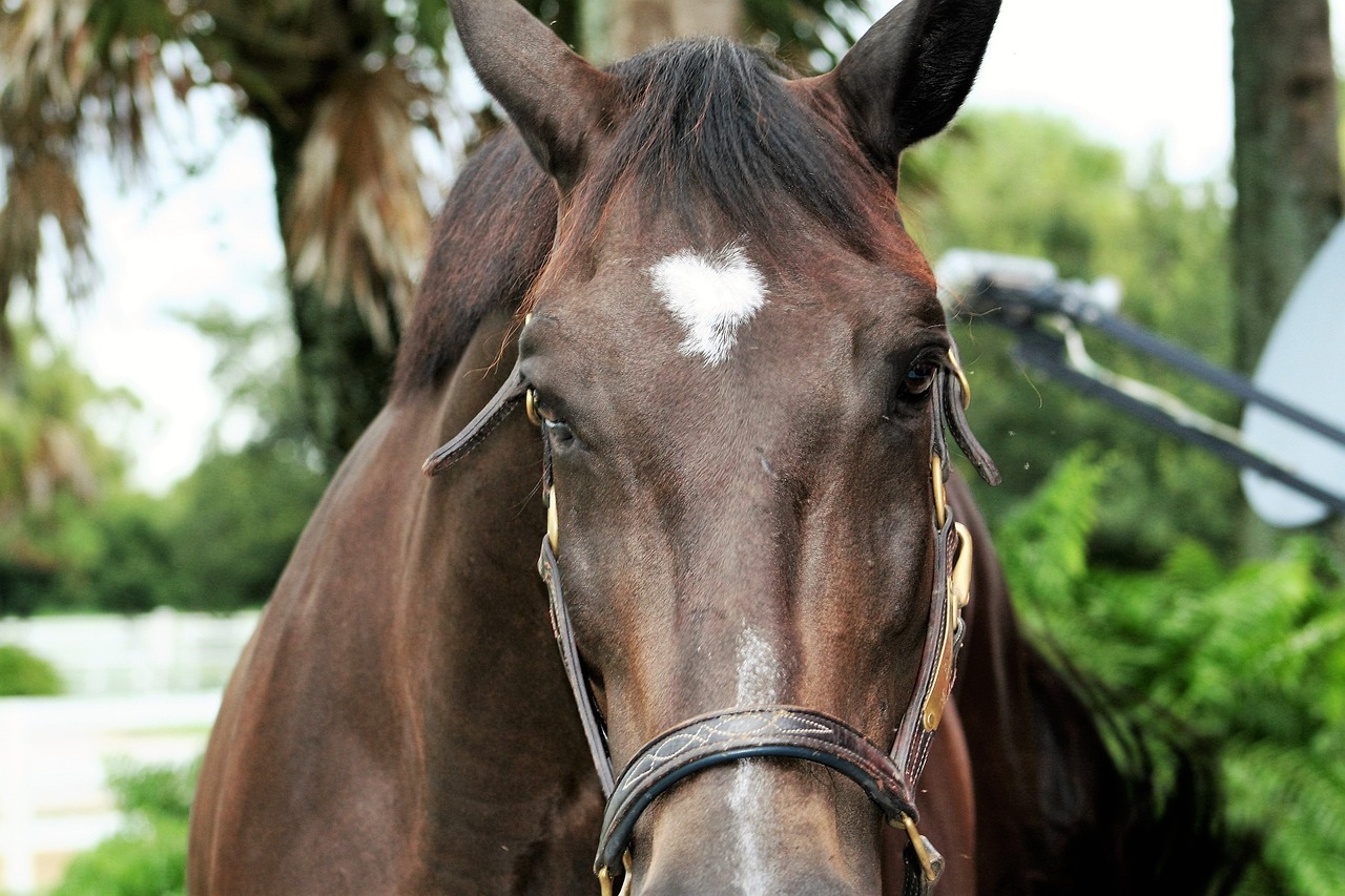 a horse head horse animal free photo