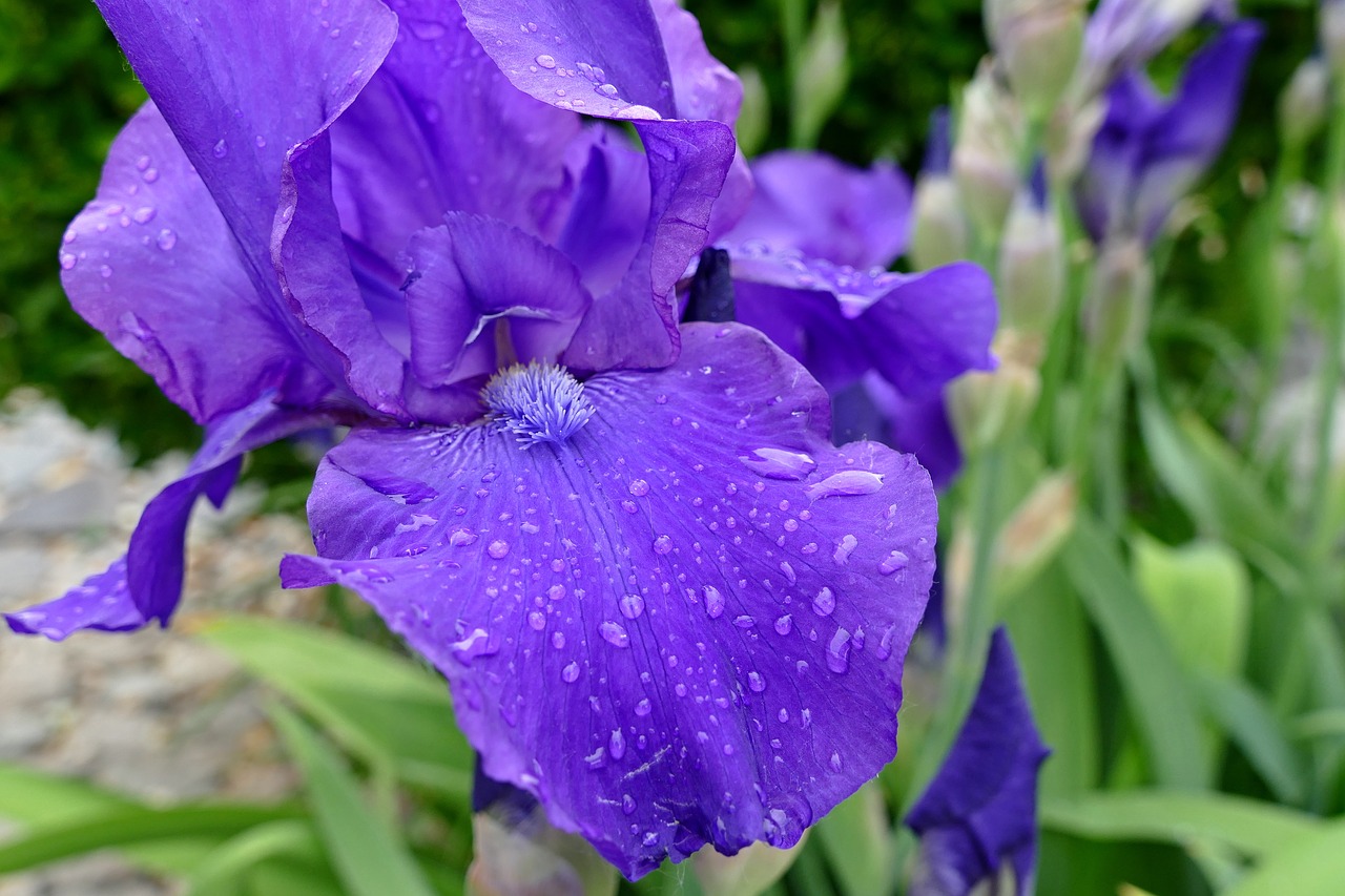 a killer whale  garden  flower free photo