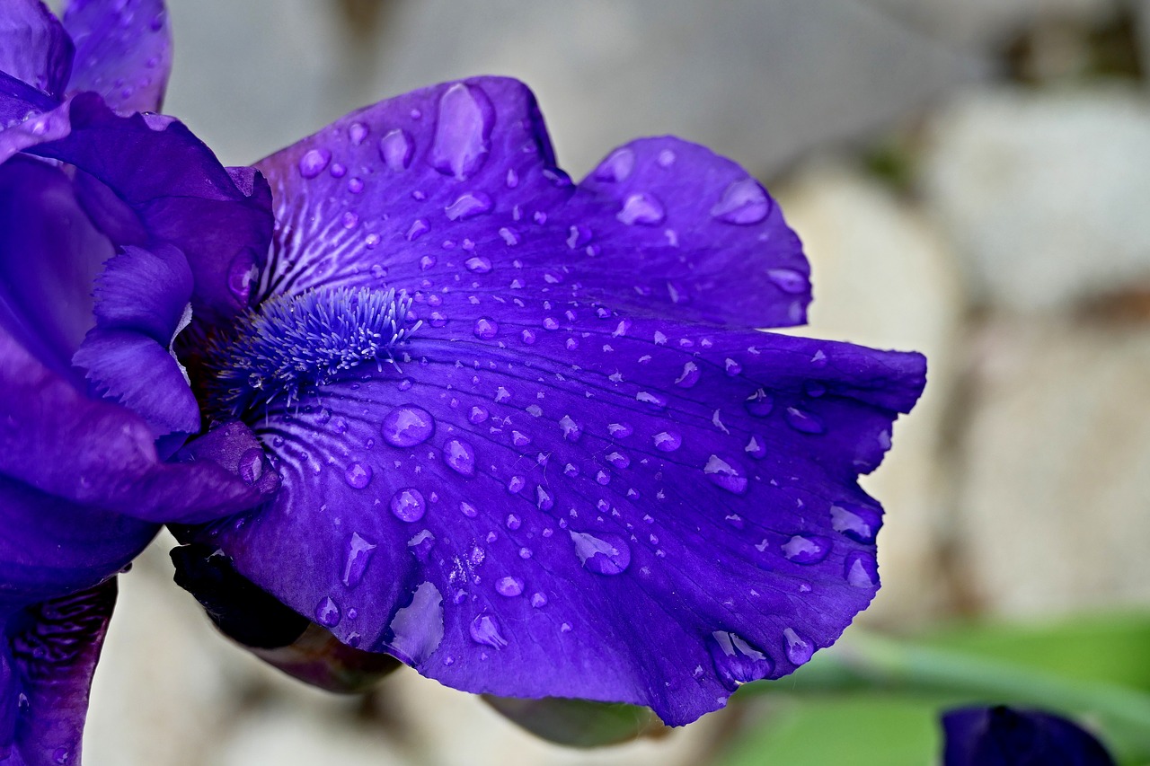 a killer whale  garden  flower free photo