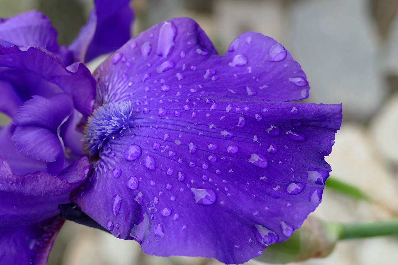 a killer whale  garden  flower free photo